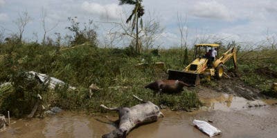 Huracán María afectó considerablemente costas, bosques y manglares en Puerto Rico