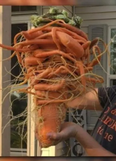 Zanahoria de 22 libras logra récord como la más grande