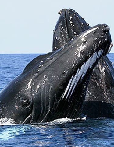 Observar ballenas  en Bahía de Samaná tiene más requisitos