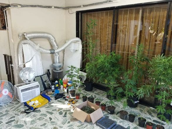 DNCD decomisa plantación de marihuana en provincia Duarte