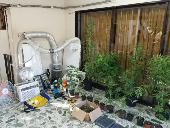 DNCD decomisa plantación de marihuana en provincia Duarte