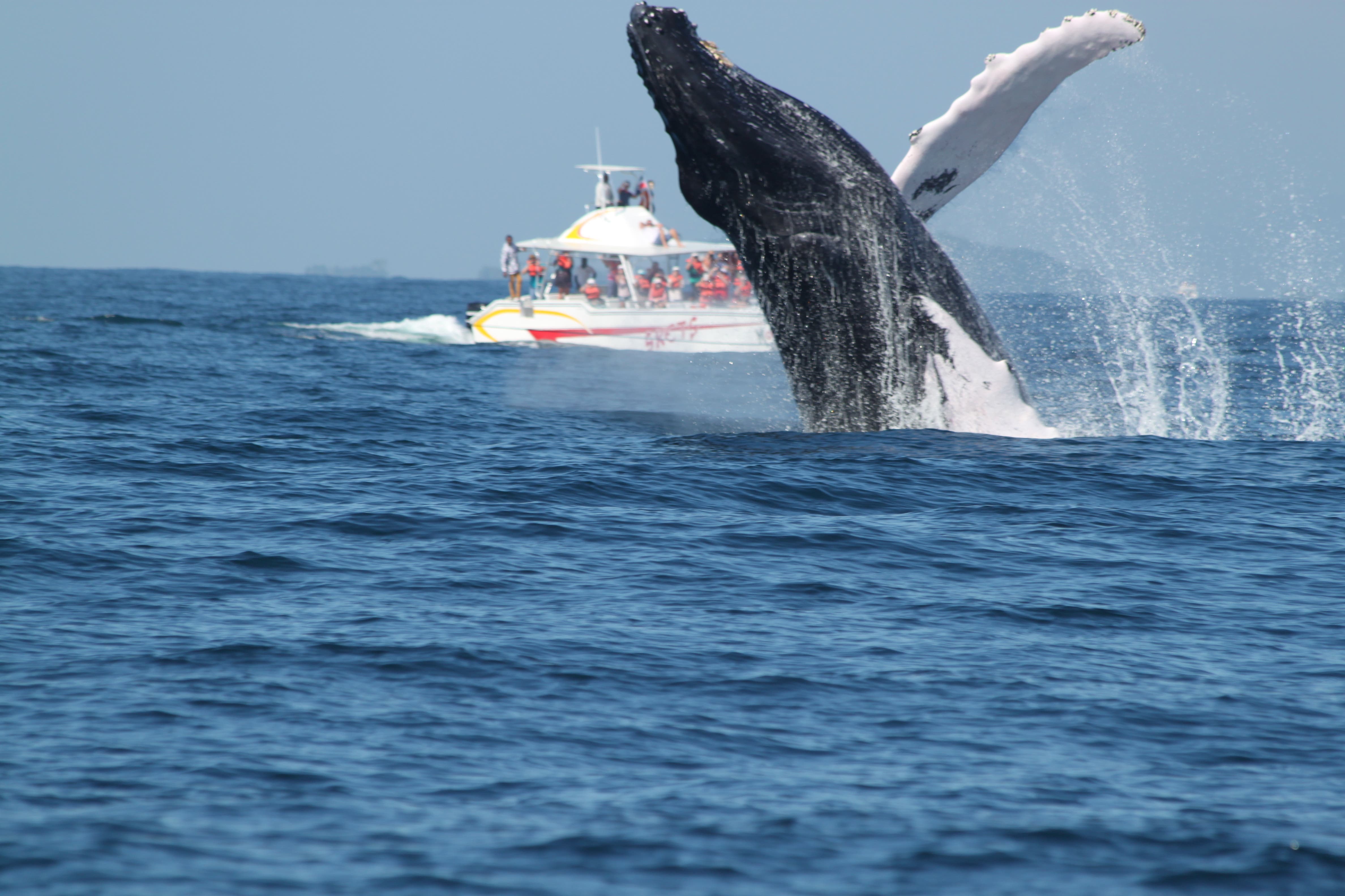 Medio Ambiente modifica norma para observación de ballenas jorobadas