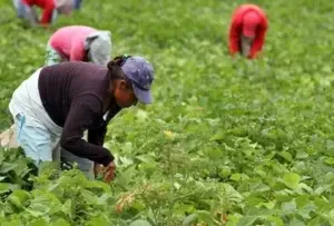 Urge volver los ojos al campo y a las mujeres rurales en A. Latina y el Caribe