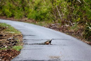 Ecosistema de Puerto Rico demorará 10 años en recuperarse del huracán María