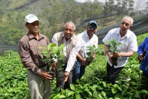 Instituciones entregan plantas a caficultores de San Juan