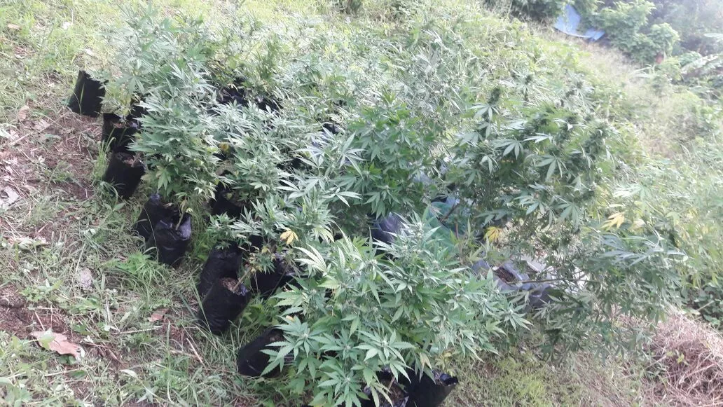 DNCD decomisa 85 plantas de marihuana en un solar baldío de Hato Mayor