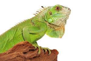 Iguana verde, amenaza para las especies endémicas