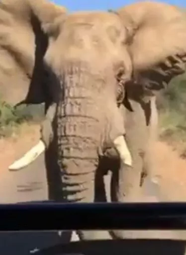 Turistas mueren tras tratar hacer fotos a un elefante