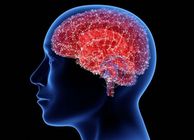 En qué otros lugares de nuestro cuerpo tenemos neuronas (además del cerebro) y para qué sirven