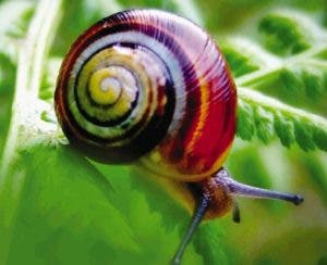 El caracol arcoíris, amenazado por uso artesanal