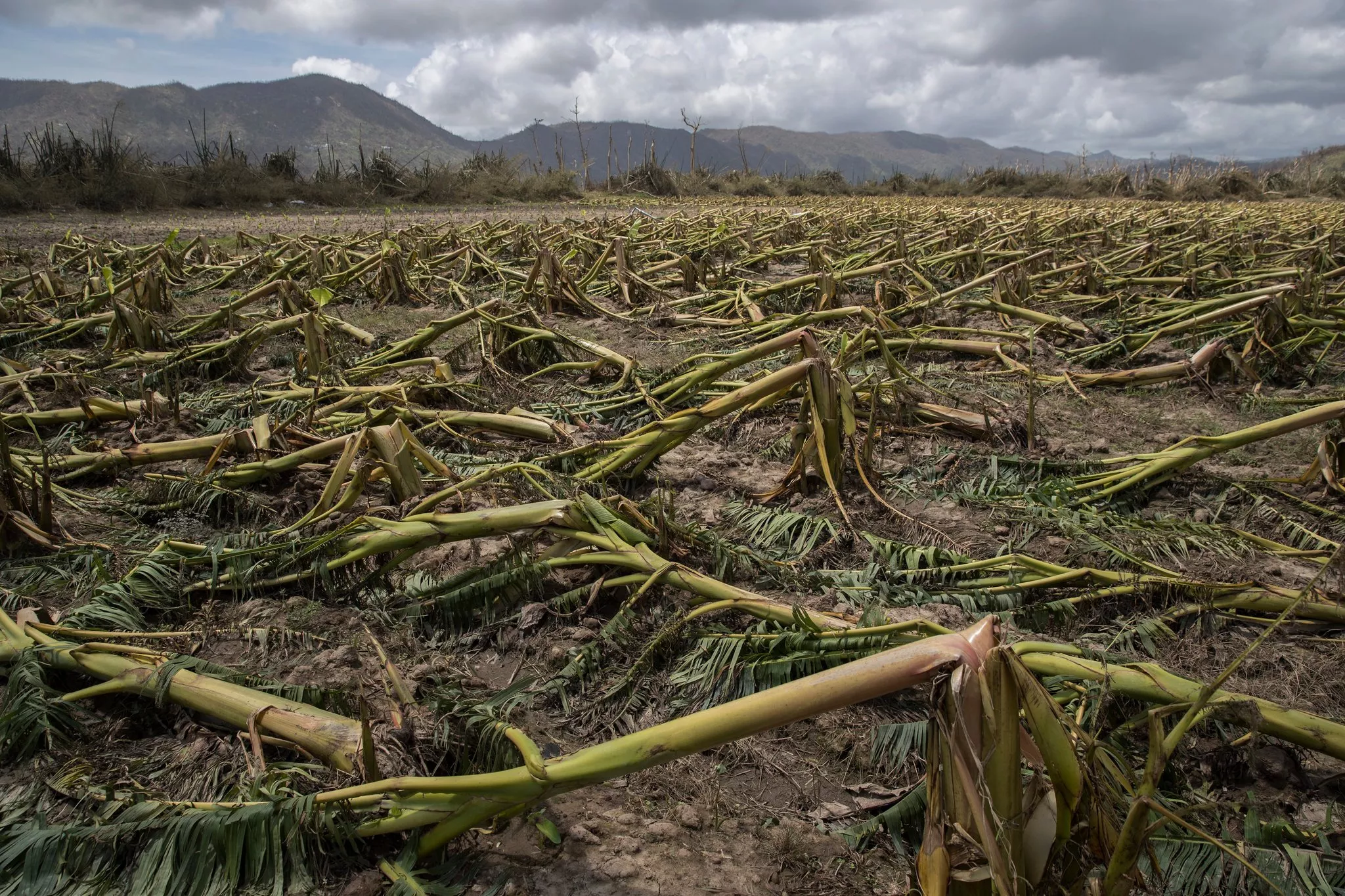 María dejó más de 2 mil millones de pérdidas en Puerto Rico en sector agropecuario