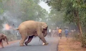 La dramática imagen de una cría de elefante en llamas que gano un concurso de fotografía en India