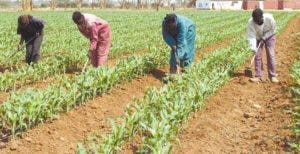 Estévez resalta logros agricultura