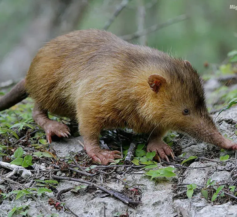 Hutía y solenodonte, únicos mamíferos endémicos sobrevivientes de la isla