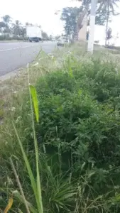 Ruta de acceso al aeropuerto Las Américas se encuentra en total abandono