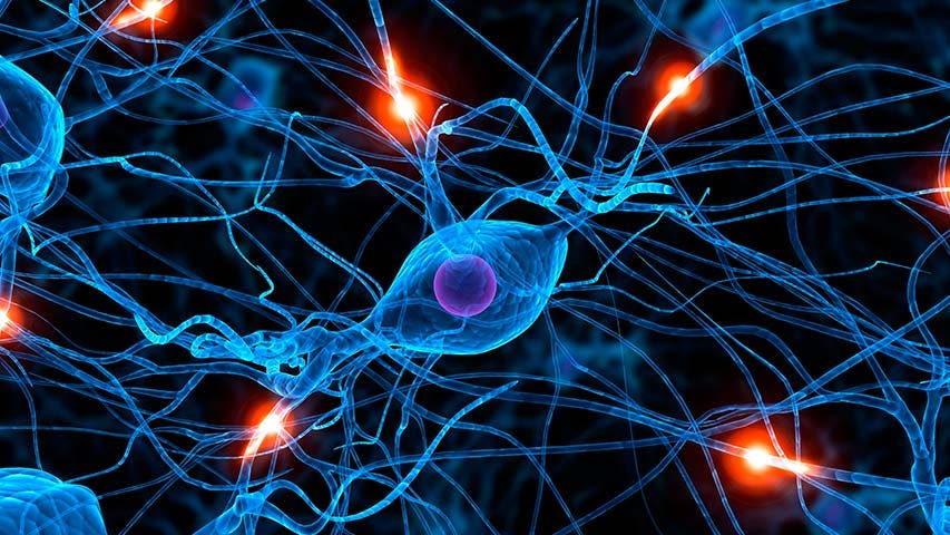 Descubren función de células nerviosas en el “GPS” interno del cerebro