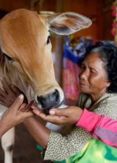 Una mujer de 74 años tiene a un becerro como esposo