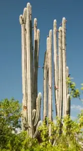 Cactus es materia prima de muebles