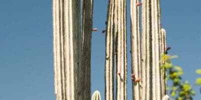 Cactus es materia prima de muebles