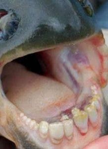 Pez con dientes humano aterroriza pescador