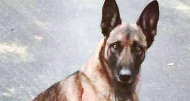 Hombre mordió a un perro de la Policía