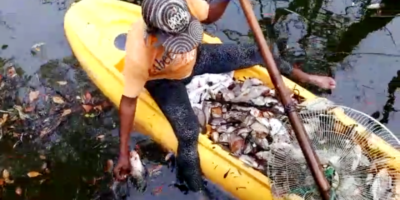 Investigan muerte de peces en laguna próxima a hoteles de Maimón