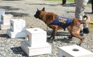 Gradúan 15 caninos que reforzarán aeropuertos contra el narcotráfico 