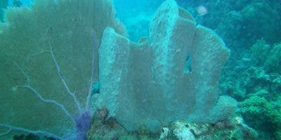 República Dominicana se compromete a proteger y conservar los arrecifes de coral