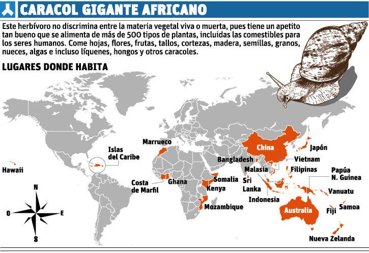 El caracol gigante africano cruza “medio mundo” con una turista