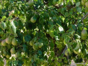 Japoneses cultivarán peras en Constanza