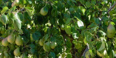 Japoneses cultivarán peras en Constanza