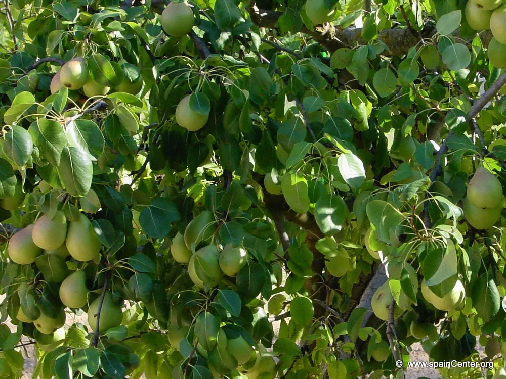 Japoneses cultivarán peras en Constanza