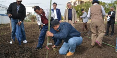 IAD inicia la siembra de peras japonesas en Constanza