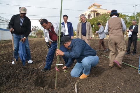 IAD inicia la siembra de peras japonesas en Constanza
