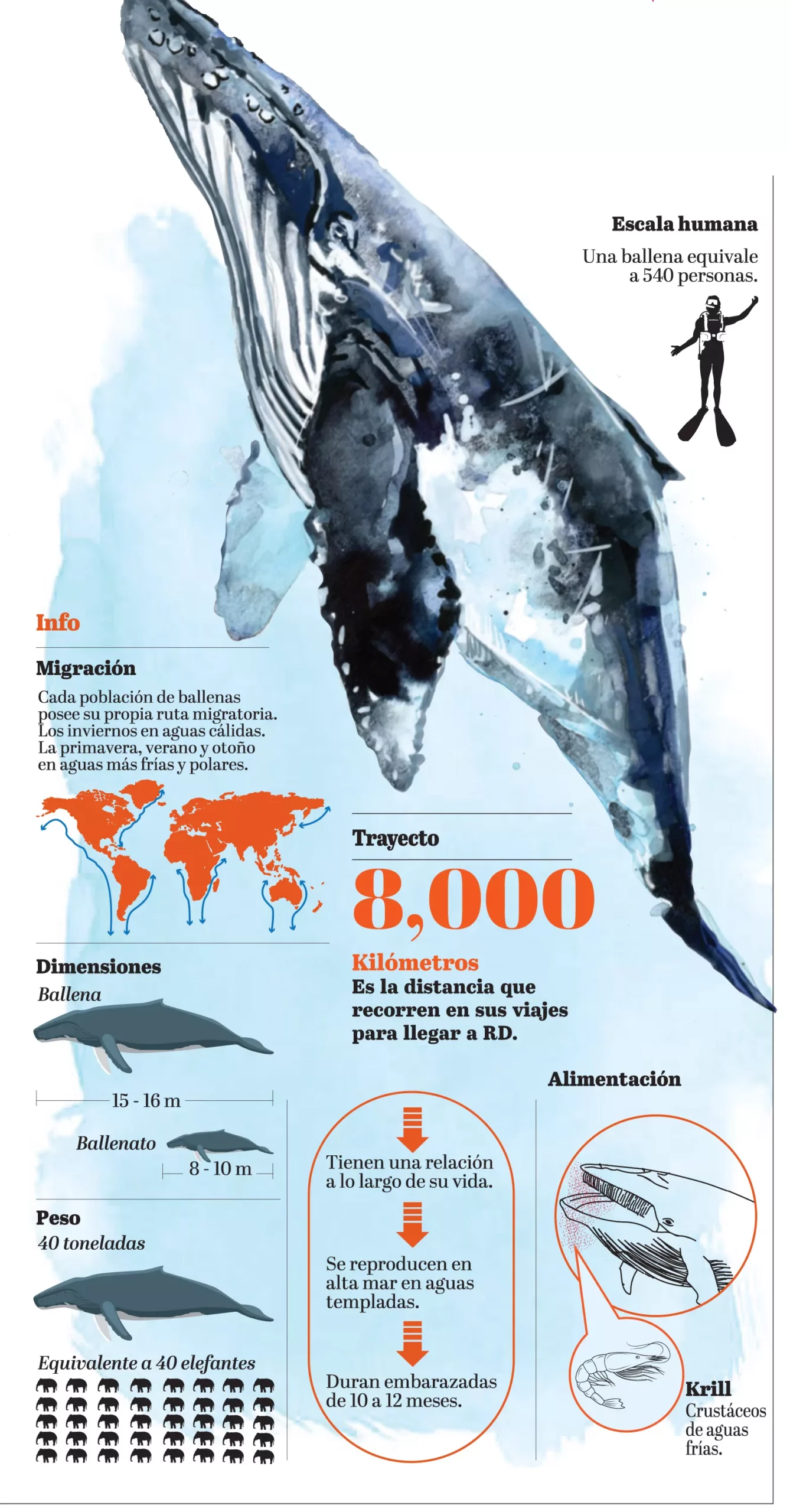 Las ballenas jorobadas regresan a su casa en Samaná