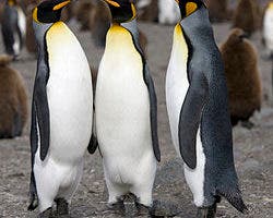 El 70% de los pingüinos rey desaparecerá abruptamente, según estudio