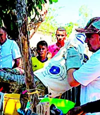 Un colombiano tenía un caimán de mascota