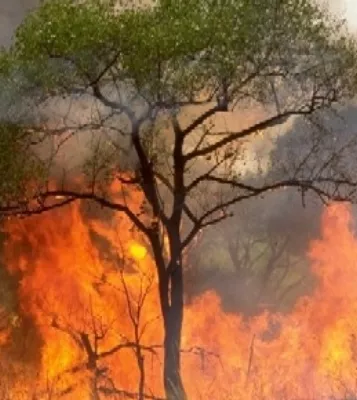 Por aire y mar serán vigilados delitos ambiente