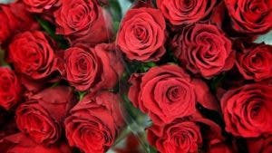 ¿Cómo alargar la vida de las flores que te regalen en este San Valentín?