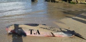 Hallan una ballena muerta en playa Cofresí de Puerto Plata