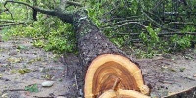 Autoridades incautan árboles de guaconejo en Pedernales