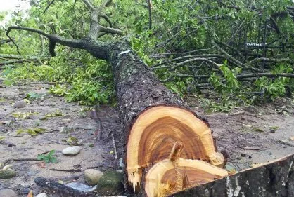 Desconocidos extraen más de 200 sacos de guaconejo incautados por Medioambiente