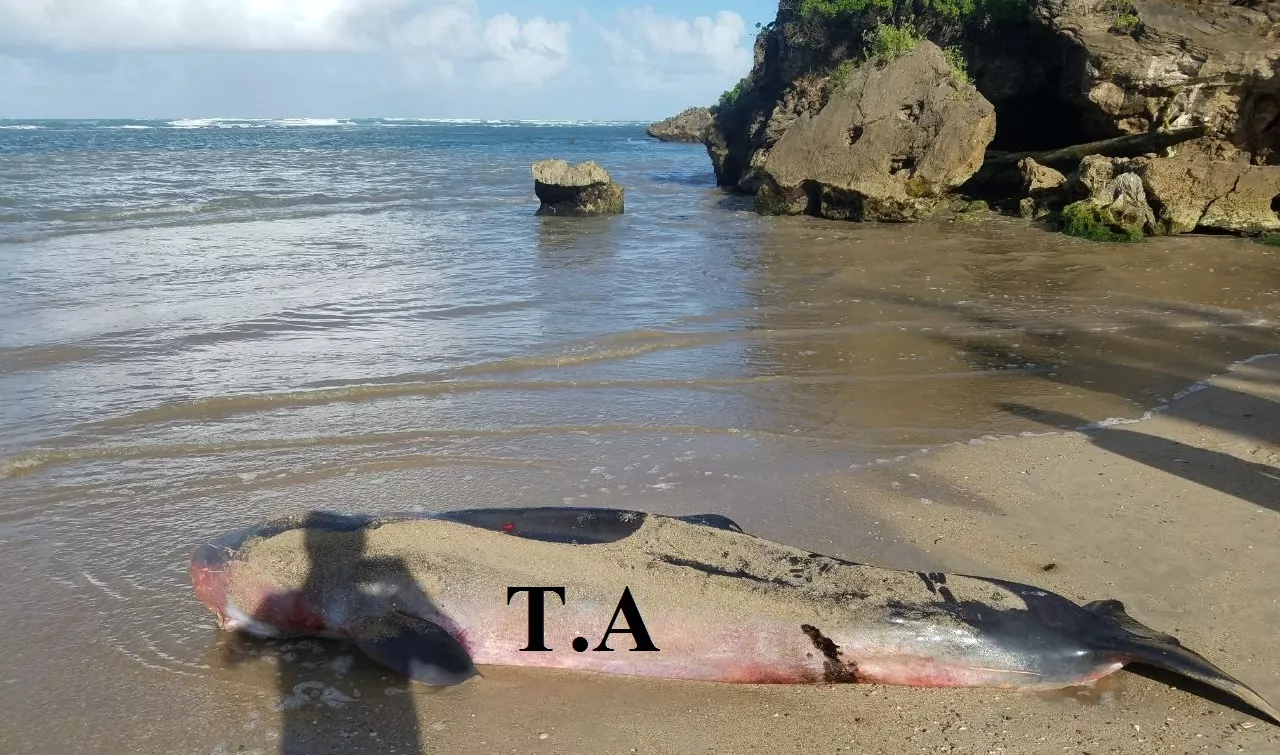 hallan-ballena-muerta-en-playa-cofresi-de-puerto-plata