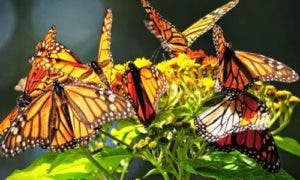 Un santuario de mariposas para frenar la deforestación en Perú