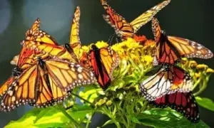 Un santuario de mariposas para frenar la deforestación en Perú