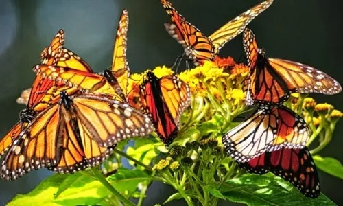 Un santuario de mariposas para frenar la deforestación en Perú