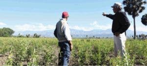 Gran parte del valle de San Juan está sembrado de guandules y habichuelas.  ALBERTO CALVO