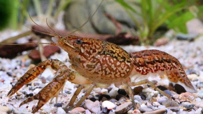 El cangrejo de mármol, la especie mutante que se clona a sí misma y está invadiendo el mundo