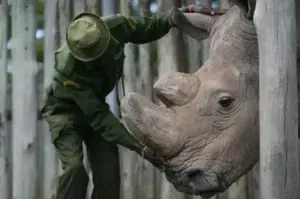 Muere Sudán, el último rinoceronte blanco del norte macho que quedaba en el mundo