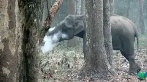 El elefante que echa humo por la boca y tiene «perplejos» a los científicos